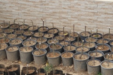 Germination of cuttings of roses for the garden